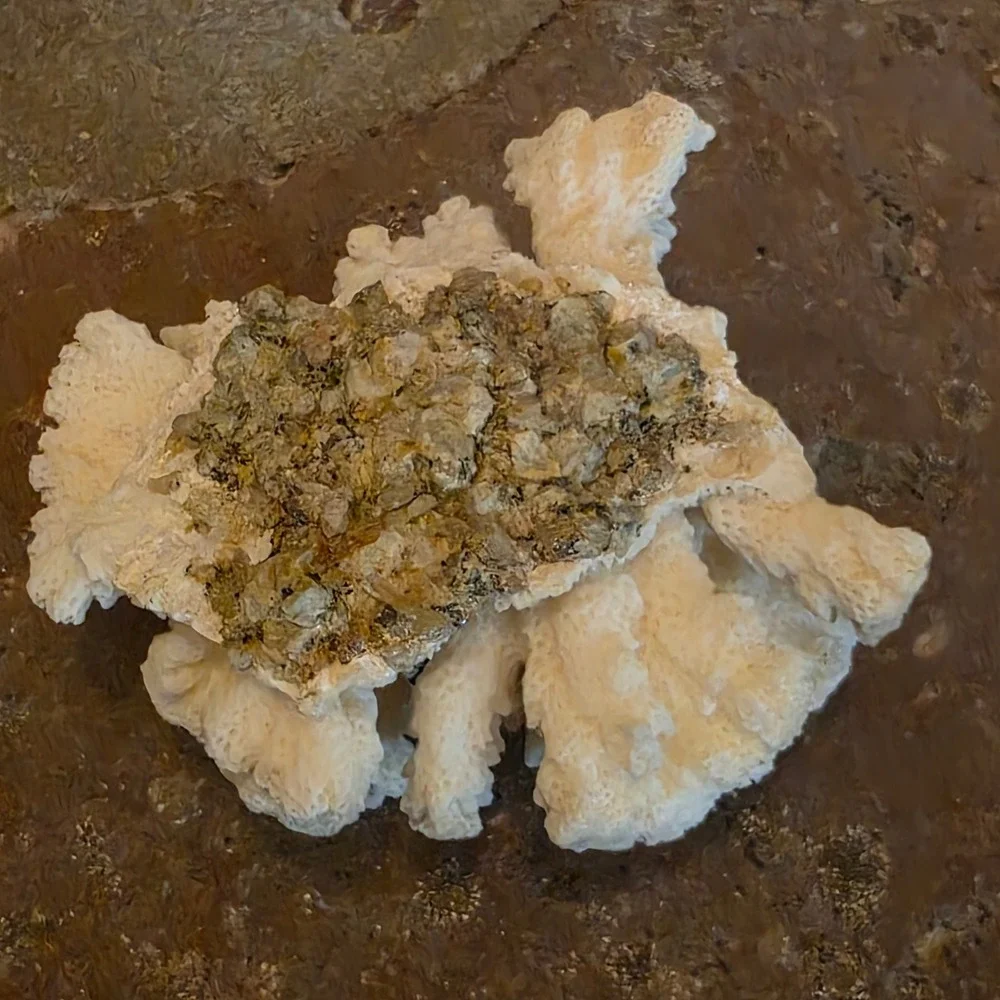 Natural White Cauliflower Coral Specimen Coastal Nautical Home Decor Accent 3.5